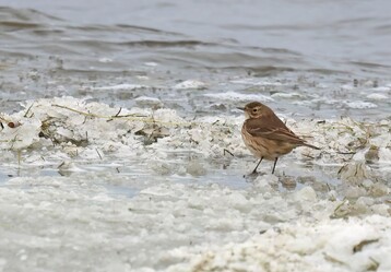 American Pipit on the icy edge by Jeremiah Trimble Large 2