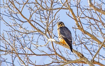 Only Merlin observed on the Nantucket Bird Count by Mitchell Schuckman Large 2