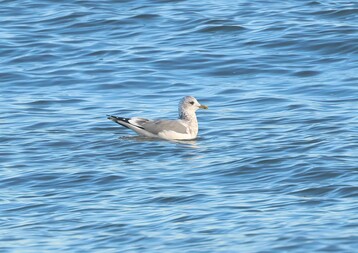 Rare Common Gull Kamchatka on the ocean by Jeremiah Trimble Large 2