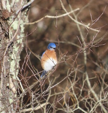 The single Eastern Blue Bird by Trish Pastuszak Large 2