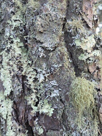 3 Pitch Pine Bark