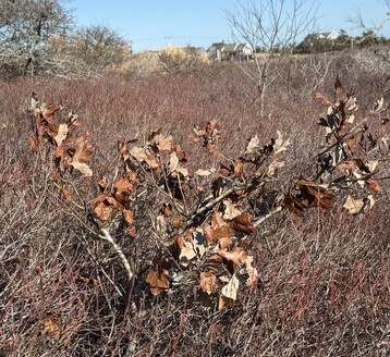1 Scrub Oak Showing Marcescence