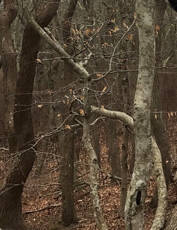 2 Beech Tree Showing Marcescence