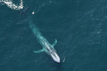 2nd blue whale NEA 0728
