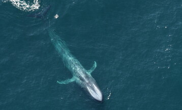 2nd blue whale NEA 0728