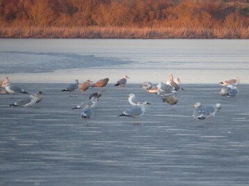 A flock of Herring Gulls standing on the ice by Libby Buck