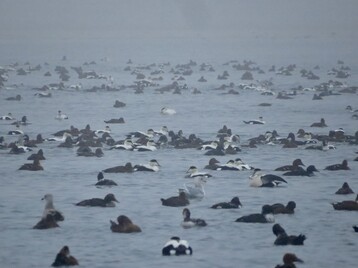 A raft of Common Eiders huddled together for warmth and food by Libby Buck