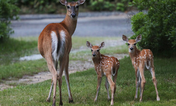 4 G2 A4997sm 1 e3a40f7172c3e2402cbe8afa5c931de5