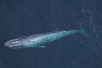 Blue whale NEA00375 27 Feb2026