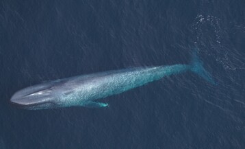 Blue whale NEA00375 27 Feb2026