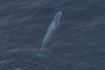 Blue whale NEA00392 27 Feb2026