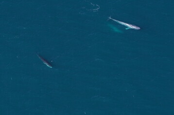 Two blue one fin whale SNE 28 Feb2026