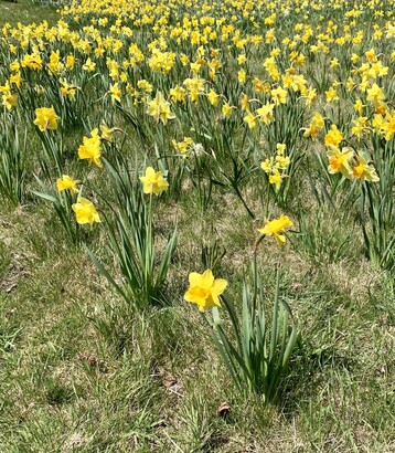 1 A Field of Blooming Daffodils