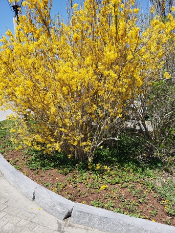2 Landscaped Forsythia