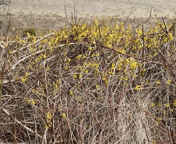 3 Forsythia Growing Along Dunes