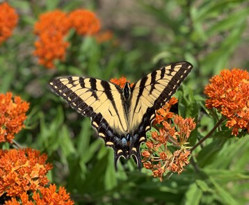 3 Eastern Tiger Swallowtail
