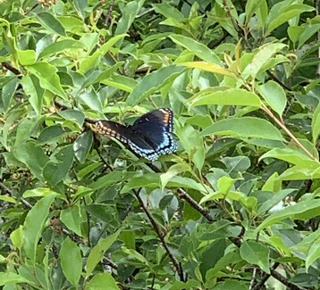 4 Red Spotted Purple
