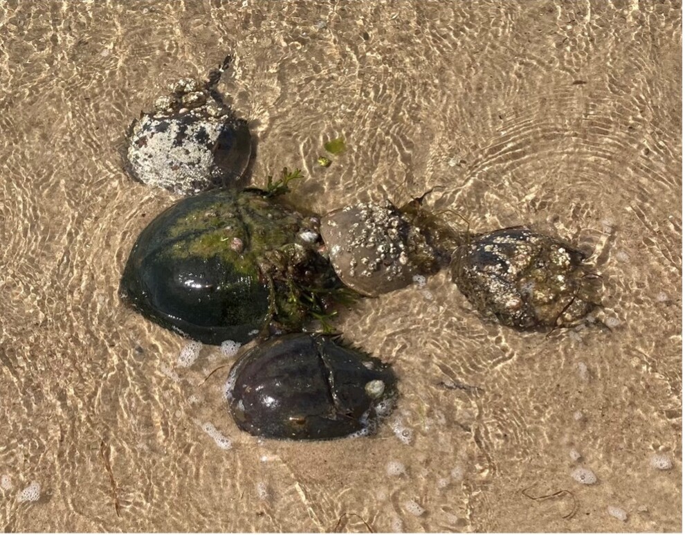 Nantucket Current Nantucket Horseshoe Crab Spawning Season Going…