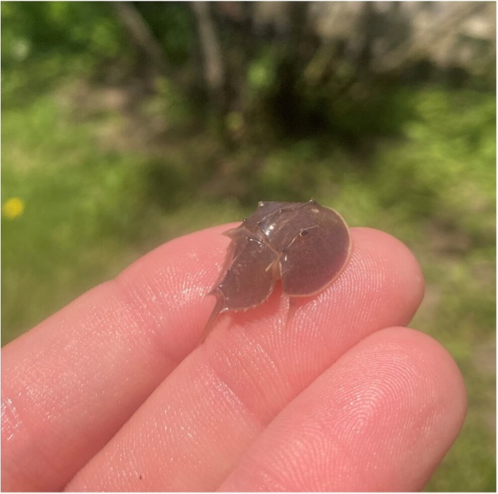 Nantucket Current Nantucket Horseshoe Crab Spawning Season Going…