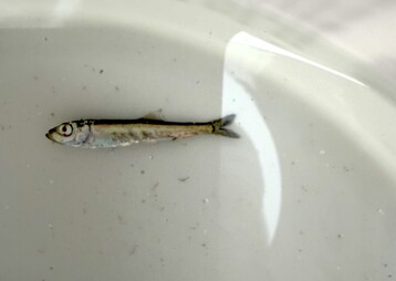 Sea herring