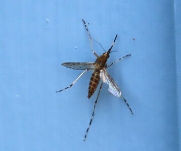 1 Eastern Saltmarsh Mosquito Photo by Trish Pastuszak