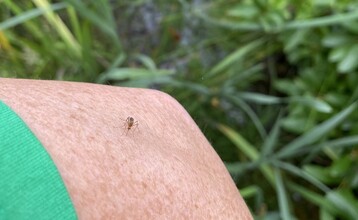 2 Female Mosquito Searching for Blood Meal Photo by Sarah Bois