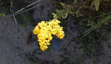 3 Goldenrod