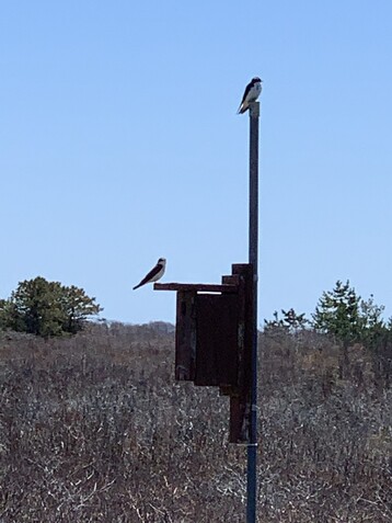4 Tree Swallows on a Nest Box at LLNF