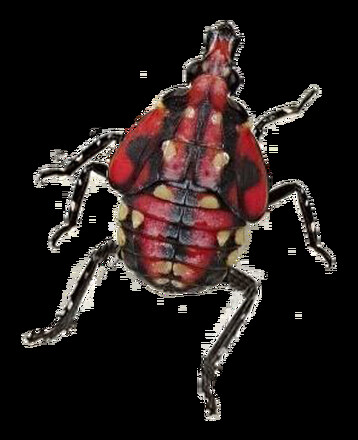 SLF Nymphs TKH Red Nymph Final Instar