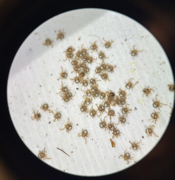 Lone Star Larvae under a microscope at the NCF office