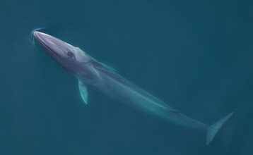 Fin whale NEA00058