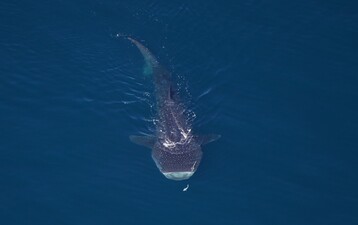 Whale shark NEA00716