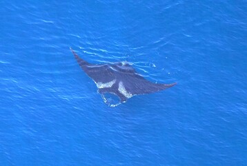 Manta ray NEA00480