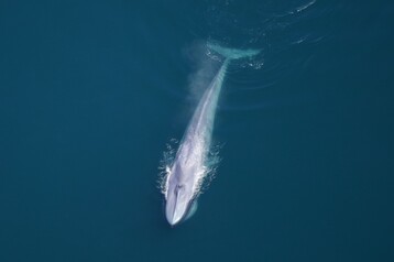 Blue whale NEA00081