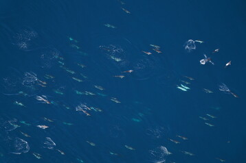 Common dolphins NEA00574