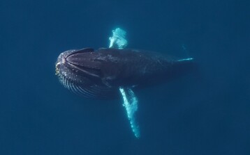 Humpback whale NEA00536