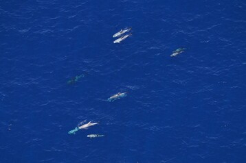 Rissos dolphins NEA00197