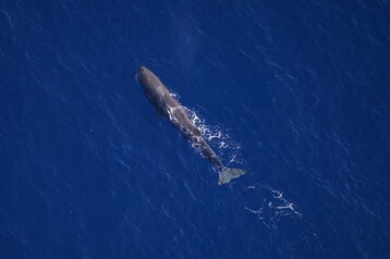 Sperm whale NEA00678