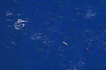 Striped dolphins NEA00260