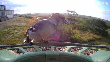 2 Bluejay LLNF