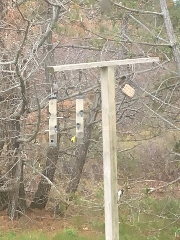 1 Old Feeder