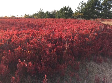 1 Black Huckleberry in Fall