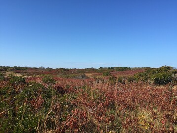 2 LLNF Landscape in Fall