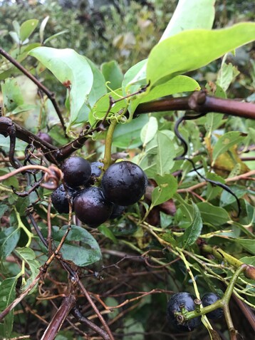 4 Fox Grapes