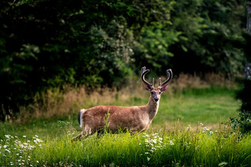 TWIR 07172022 Deer Straights d534f89b315526ad4c0df1c9b3920640