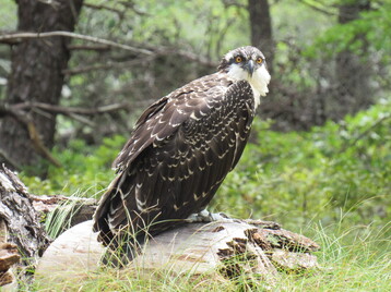 Photo 2 Osprey chick near Nest 9 Learn more about its rocky first flight in our report Photo by Ava Boettiger
