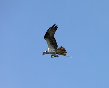 Photo 1 Osprey with fish in its talons at Nest 1 Photo by Yvie Scarlett