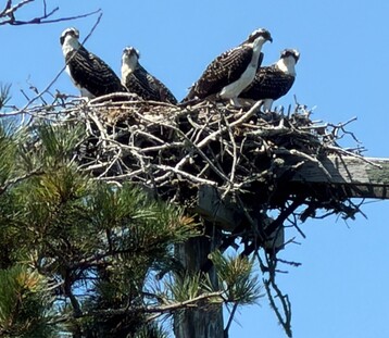 Photo 3 4 juvenile ospreys at Nest 20 Photo by Claire O Connor