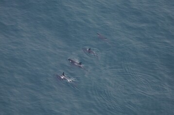 Orca pod 2