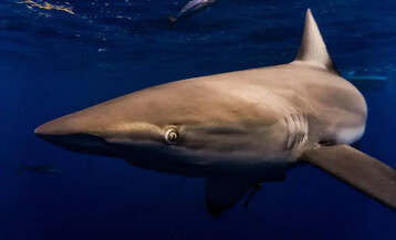 Dusky Shark scaled e1684417435702 1024x683